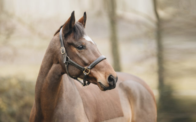 Pferdefotografie Equine Photography Fotograf Nils Klöpper Photo & Film Production - Filmproduktion Detmold