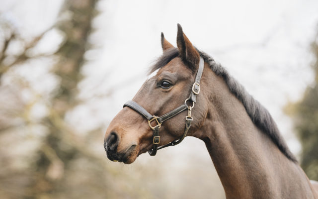 Pferdefotografie Equine Photography Fotograf Nils Klöpper Photo & Film Production - Filmproduktion Detmold