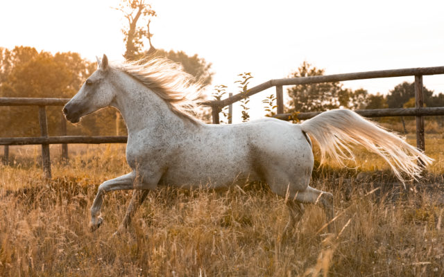 Pferdefotografie Equine Photography Fotograf Nils Klöpper Photo & Film Production - Filmproduktion Detmold