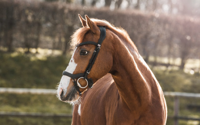 Pferdefotografie Equine Photography Fotograf Nils Klöpper Photo & Film Production - Filmproduktion Detmold