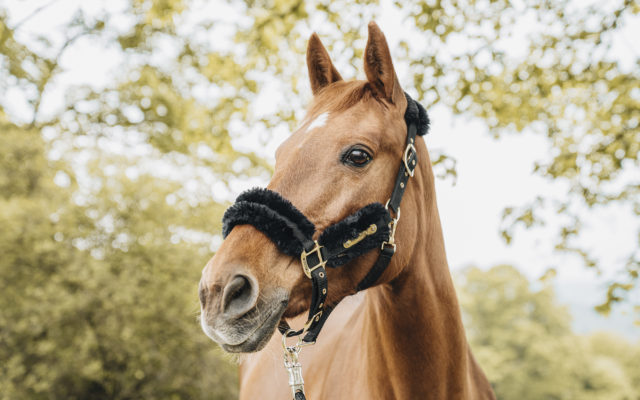 Pferdefotografie Equine Photography Fotograf Nils Klöpper Photo & Film Production - Filmproduktion Detmold