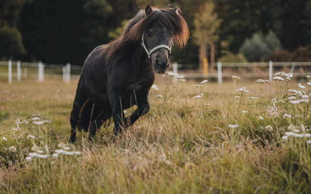 Pferdefotografie Equine Photography Fotograf Nils Klöpper Photo & Film Production - Filmproduktion Detmold