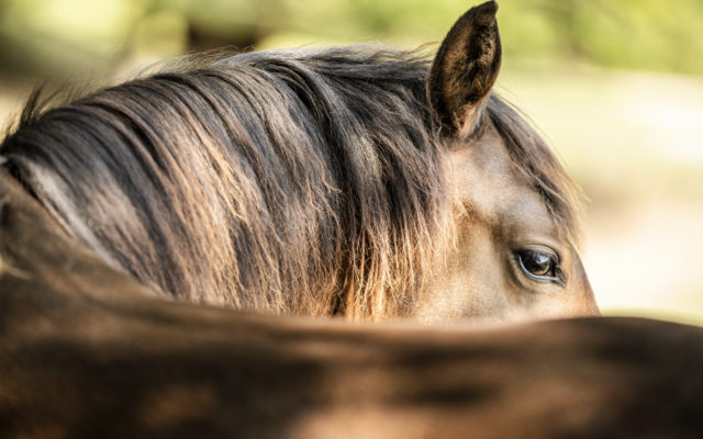 Pferdefotografie Equine Photography Fotograf Nils Klöpper Photo & Film Production - Filmproduktion Detmold